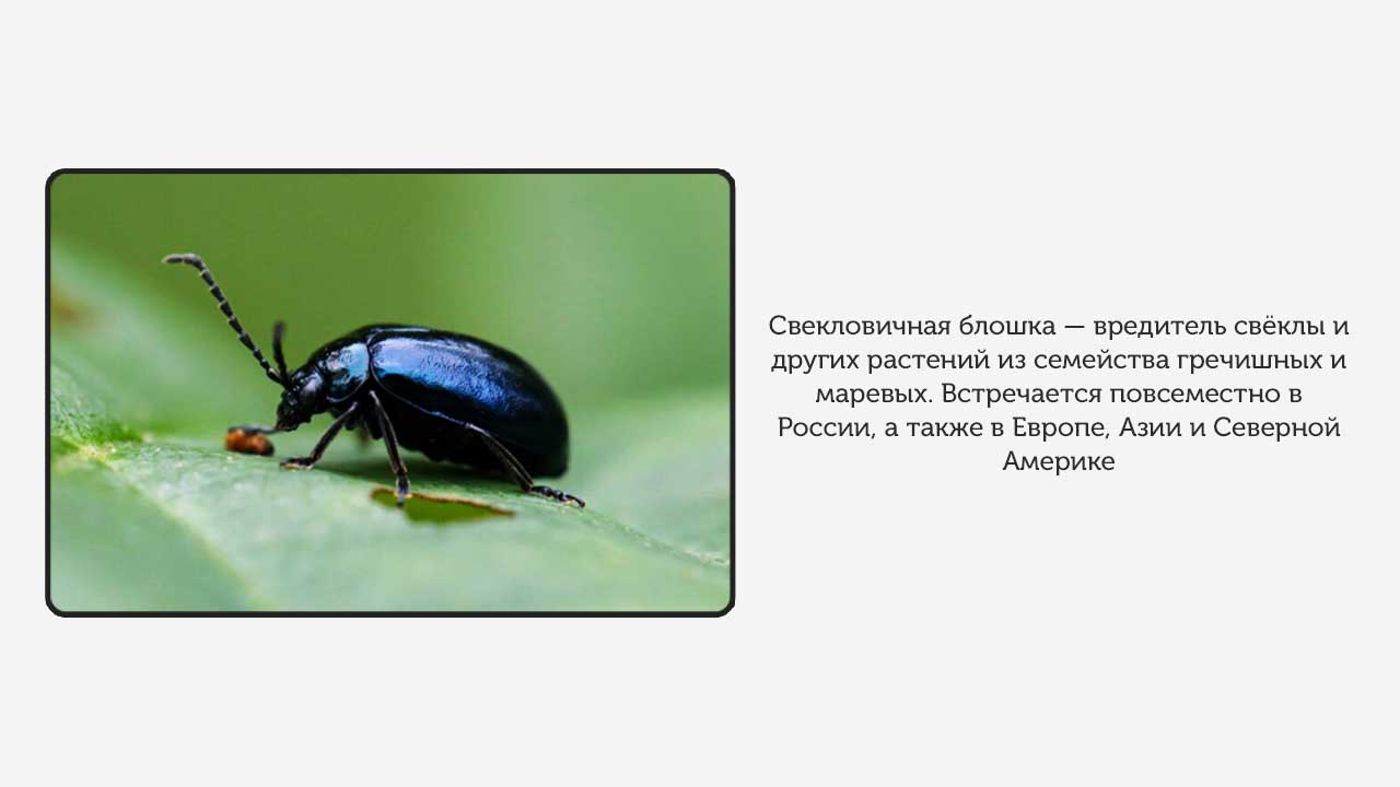 Какой мелкий вредитель уничтожает всходы свеклы и как с ним бороться