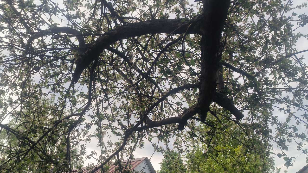 Повесьте на яблоне среди ветвей эту вещь и забудете о плодожорке до конца сезона: хитрость от бабушки
