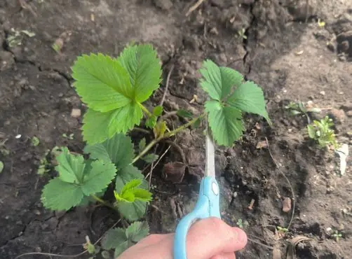 Почему не нужно обрезать листья на клубнике весной до плодоношения