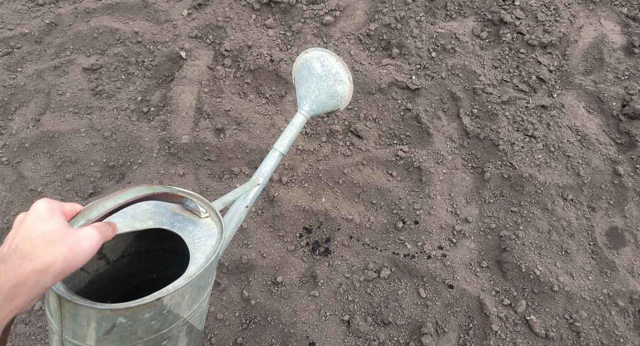 Недостатки посадки томатов лежа: так ли всё хорошо, как пишут в Сети