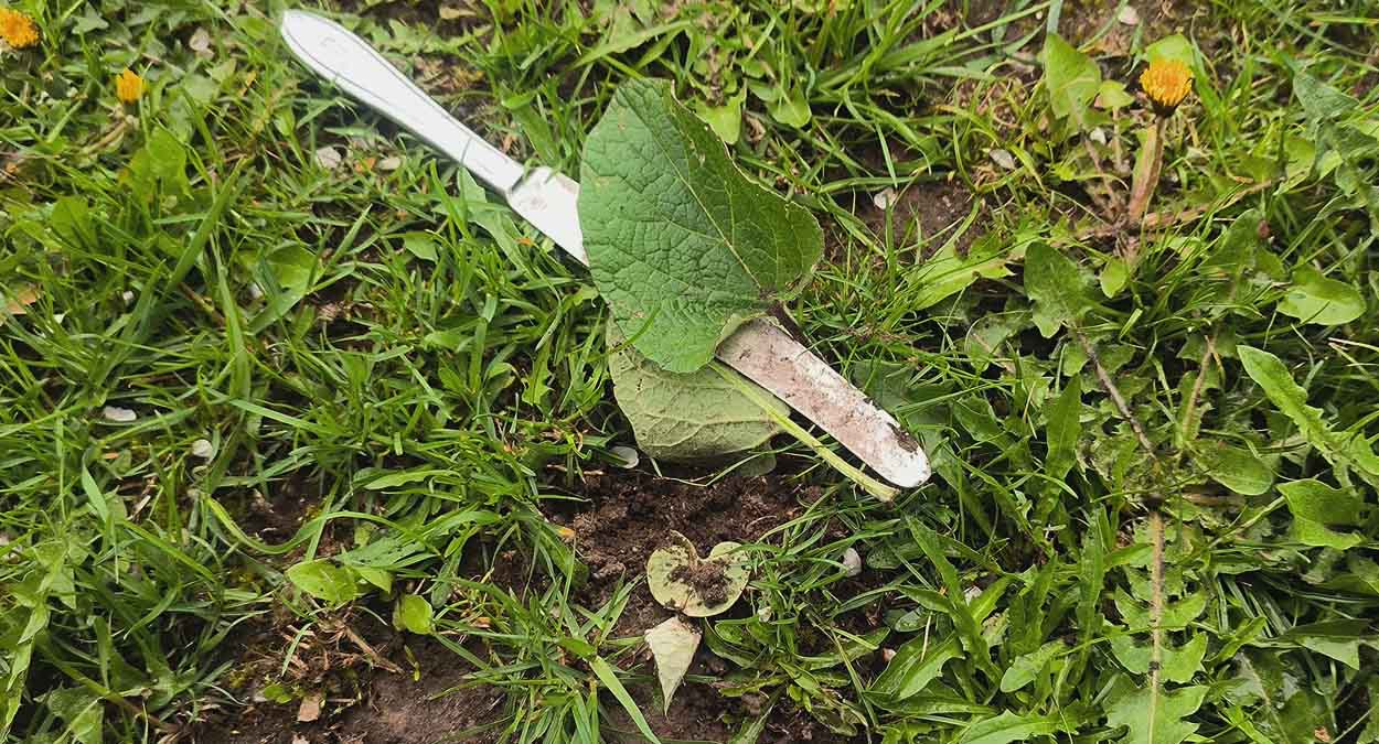 Как с помощью соли и уксуса избавиться от лопуха на участке: копать корни не придётся