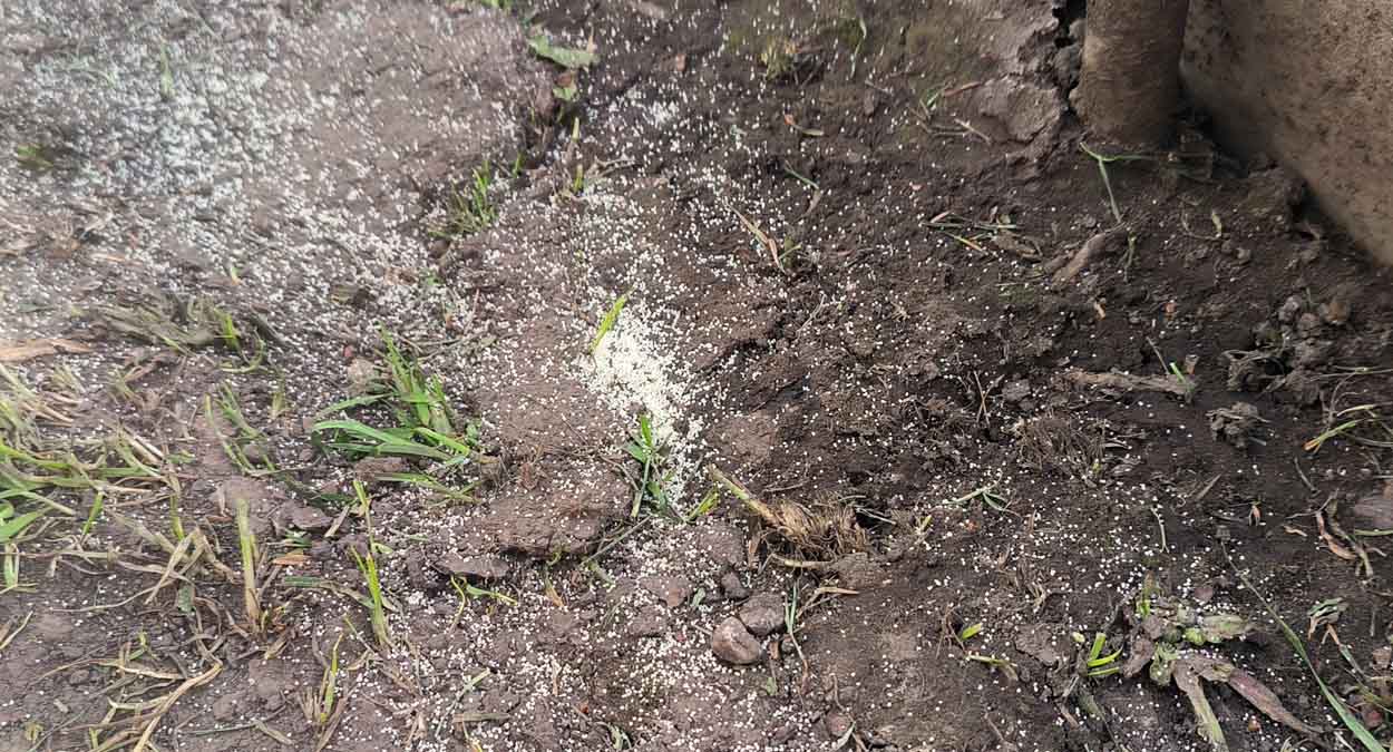 Как избавиться от муравьев на огороде с помощью манки: результат не заставит долго ждать