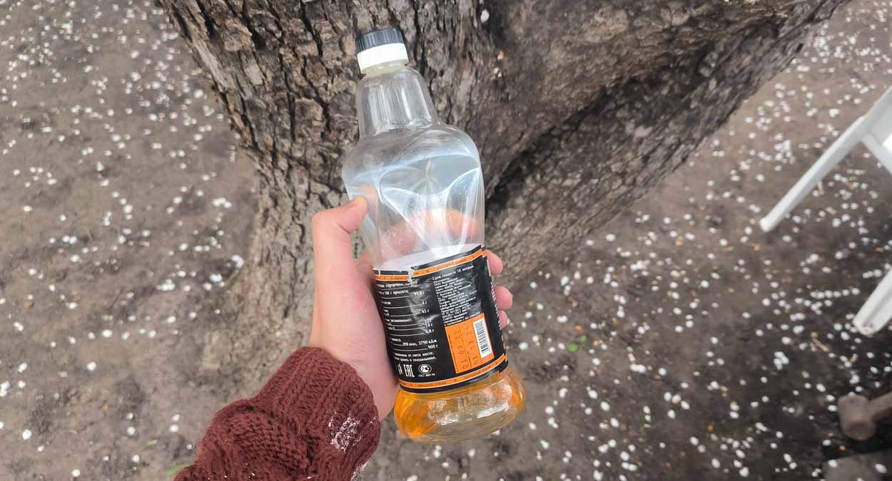 Как избавиться от муравьёв, если они построили муравейник под плодовым деревом в саду?