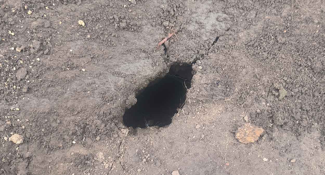 Как избавиться от кротов на огороде с помощью воды: способ экономный, но непростой