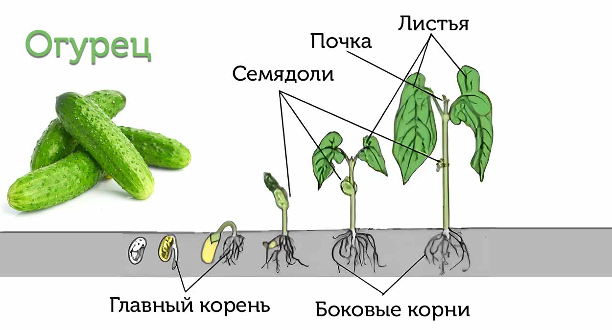 Не удаляйте эти листочки у огурца до высадки в грунт — потеряете урожай