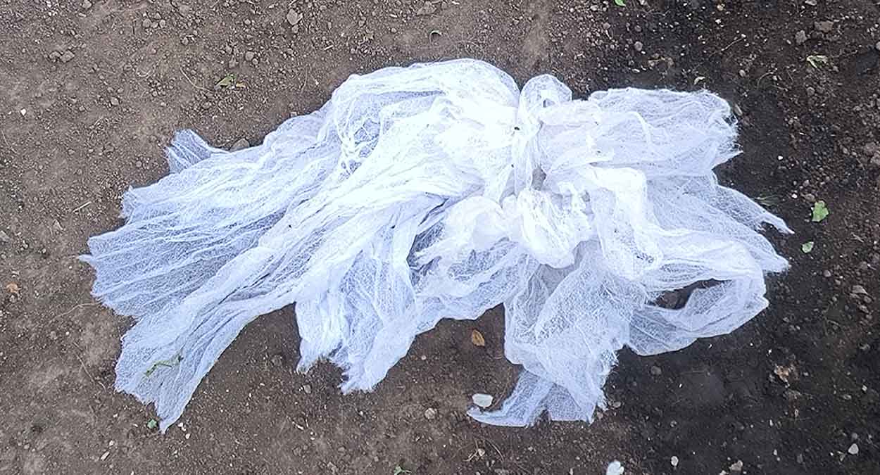 Старинный «проверенный» метод избавления от кротов, который только вредил огороду