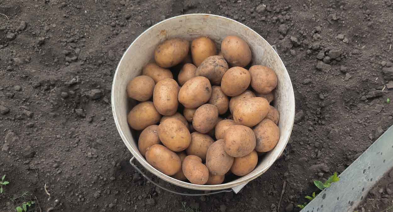 Спорное мнение: нужно ли присыпать удобрения землей перед тем, как положить картошку