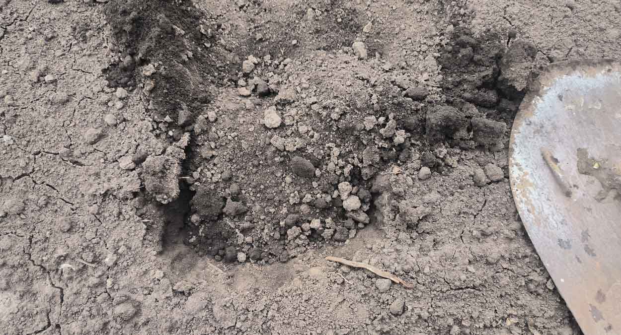 Спорное мнение: нужно ли присыпать удобрения землей перед тем, как положить картошку