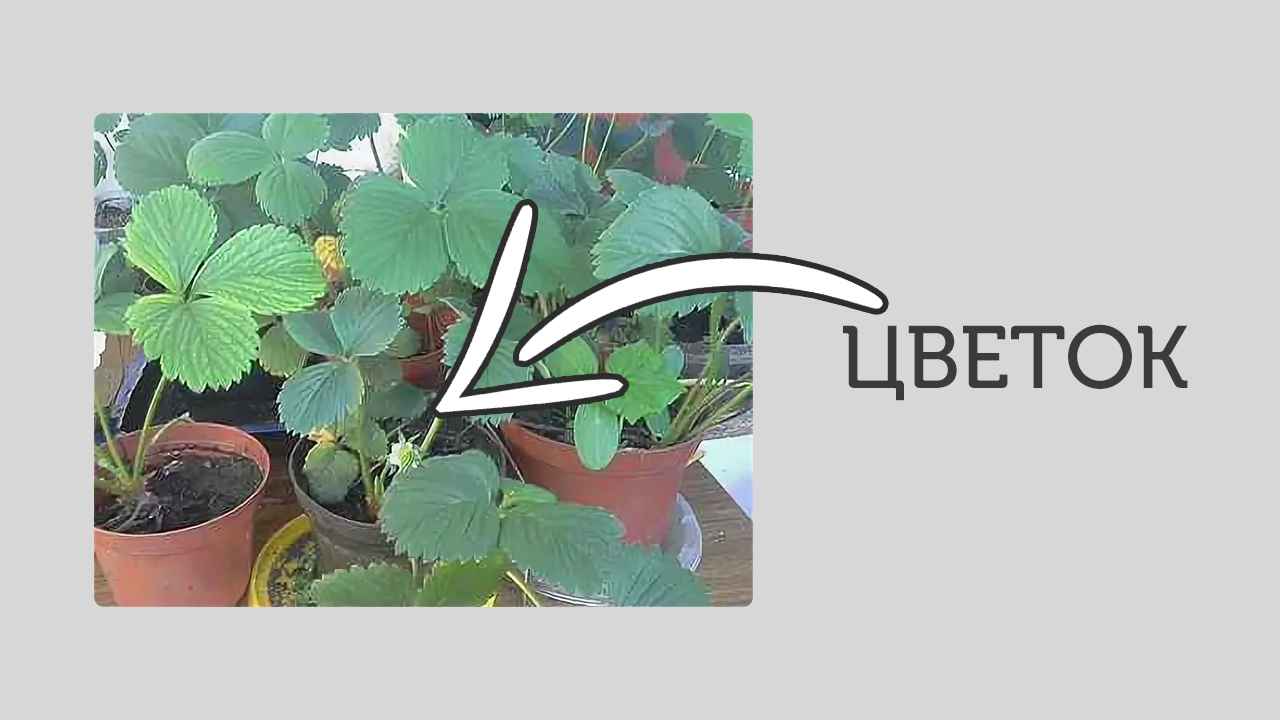 Как выбрать правильный саженец клубники: обратите внимание на эти два элемента