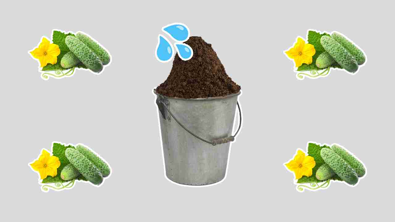 Как с помощью обычного ведра вырастить огурцы? Забытый, но действенный метод