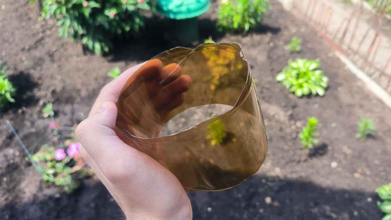 Как с помощью обычной бутылки спастись от медведки: защищаем наши растения от вредителя