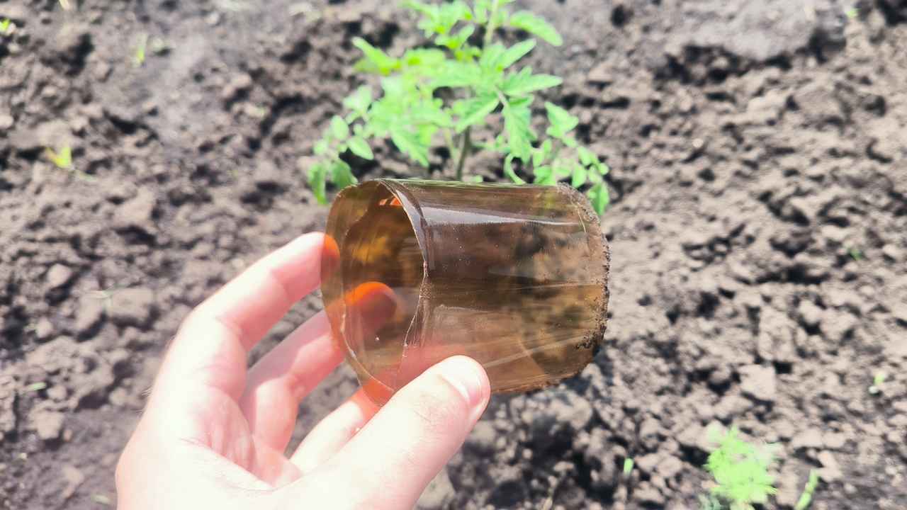 Как с помощью обычной бутылки спастись от медведки: защищаем наши растения от вредителя