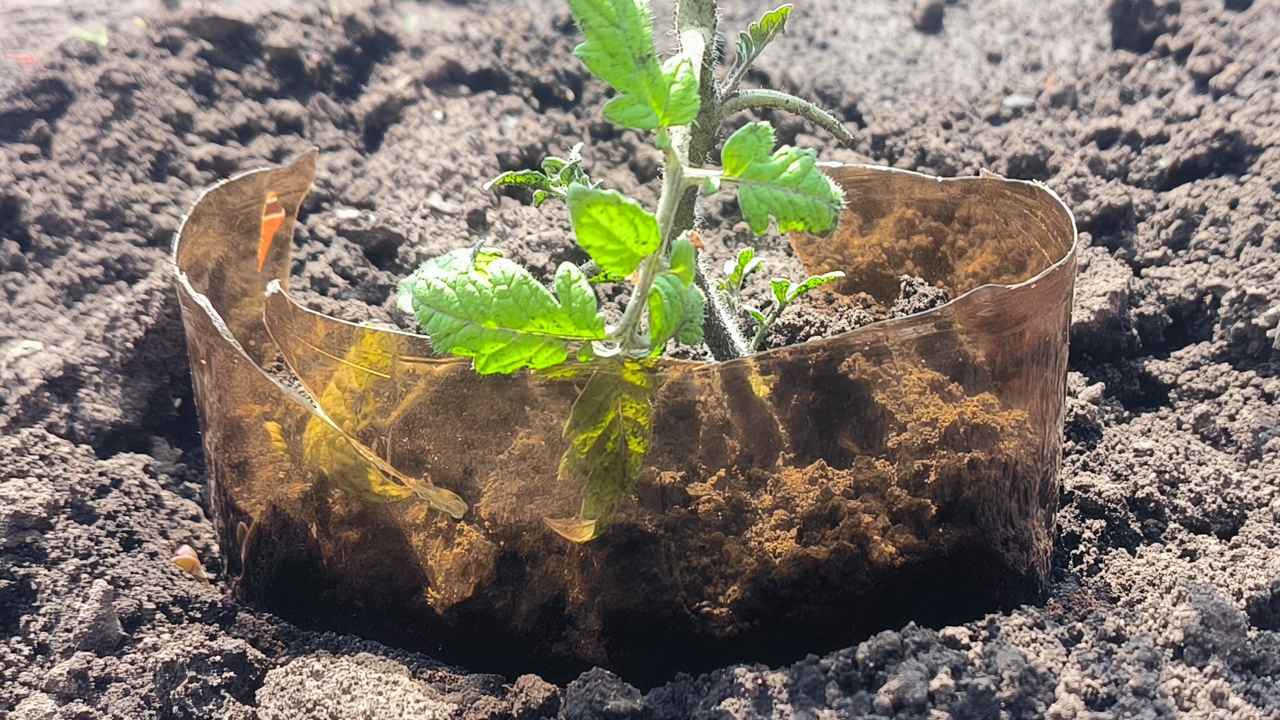 Как с помощью обычной бутылки спастись от медведки: защищаем наши растения от вредителя