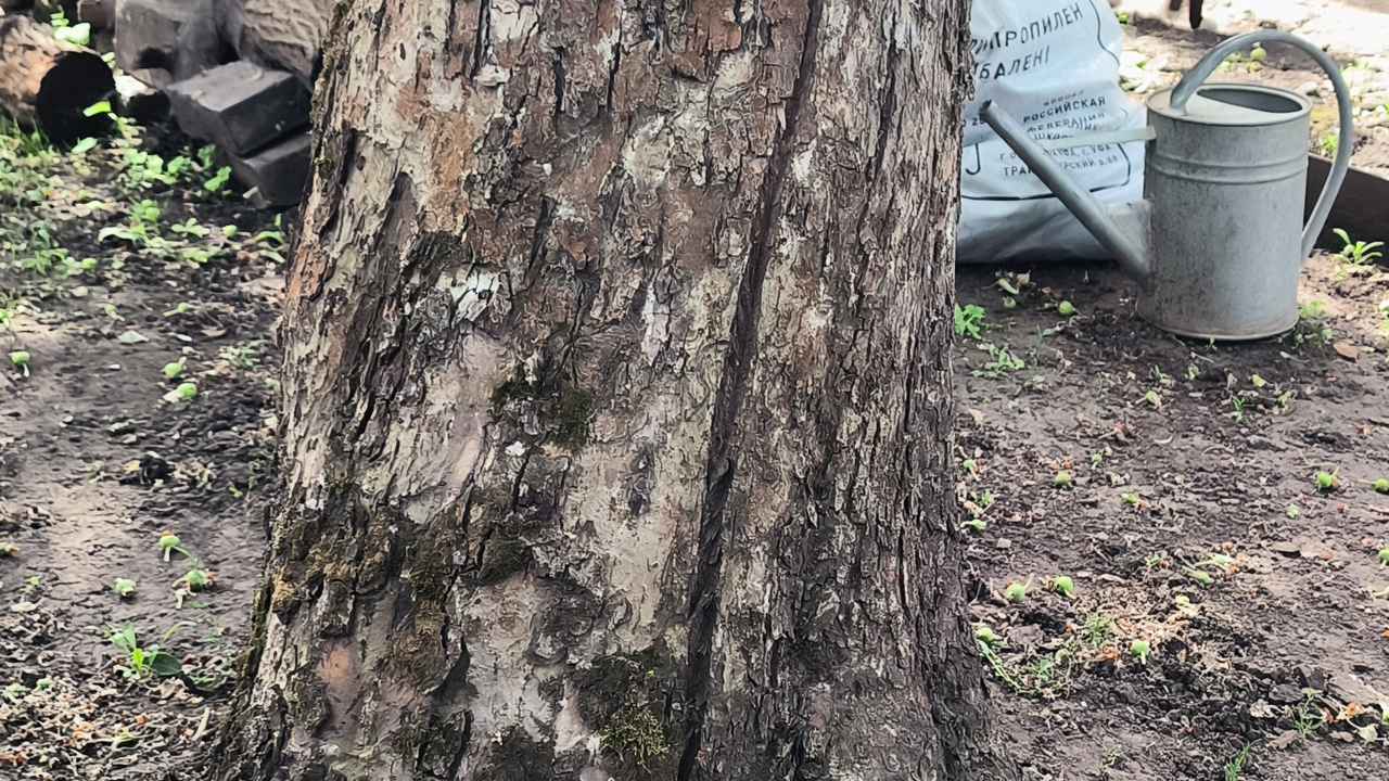 Кора покажет, когда нужно срочно спиливать дерево в саду: вернуть растение к жизни не получится