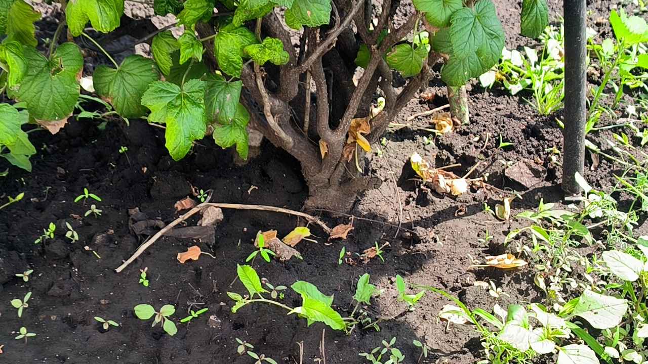 Не забывай про это действие при уходе за смородиной: ягоды будут сладкие и плотные