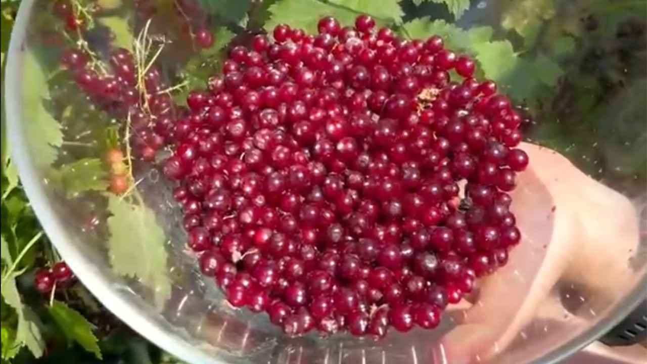 Мучнистая роса на смородине: какие действия предпринять, чтобы спасти урожай?