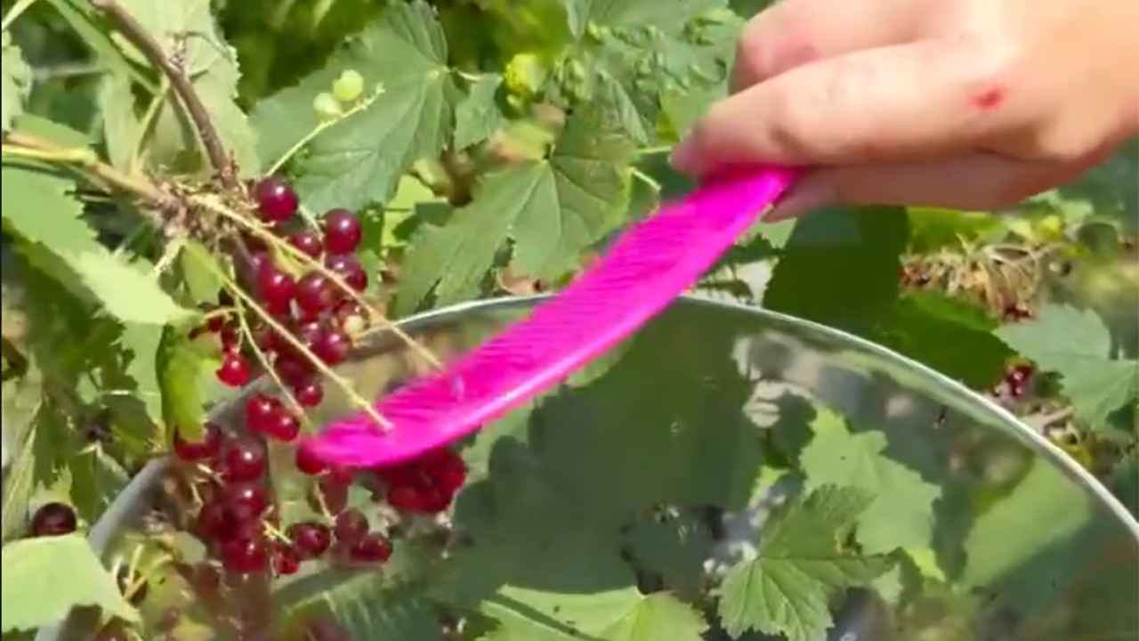 Очень удобный способ собрать смородину: не будет ни одной веточки
