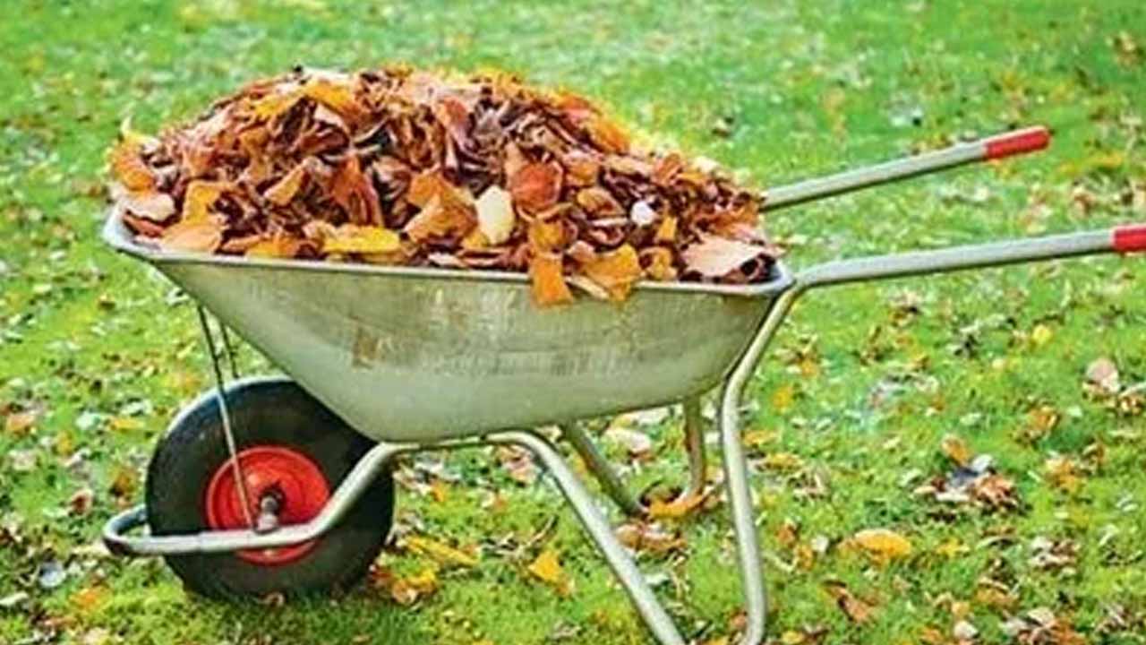 Опавшие листья: бесплатное удобрение для вашего огорода, которое заменит навоз