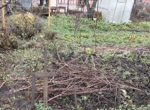 Весенняя обрезка деревьев: когда браться за секатор, чтобы не навредить саду