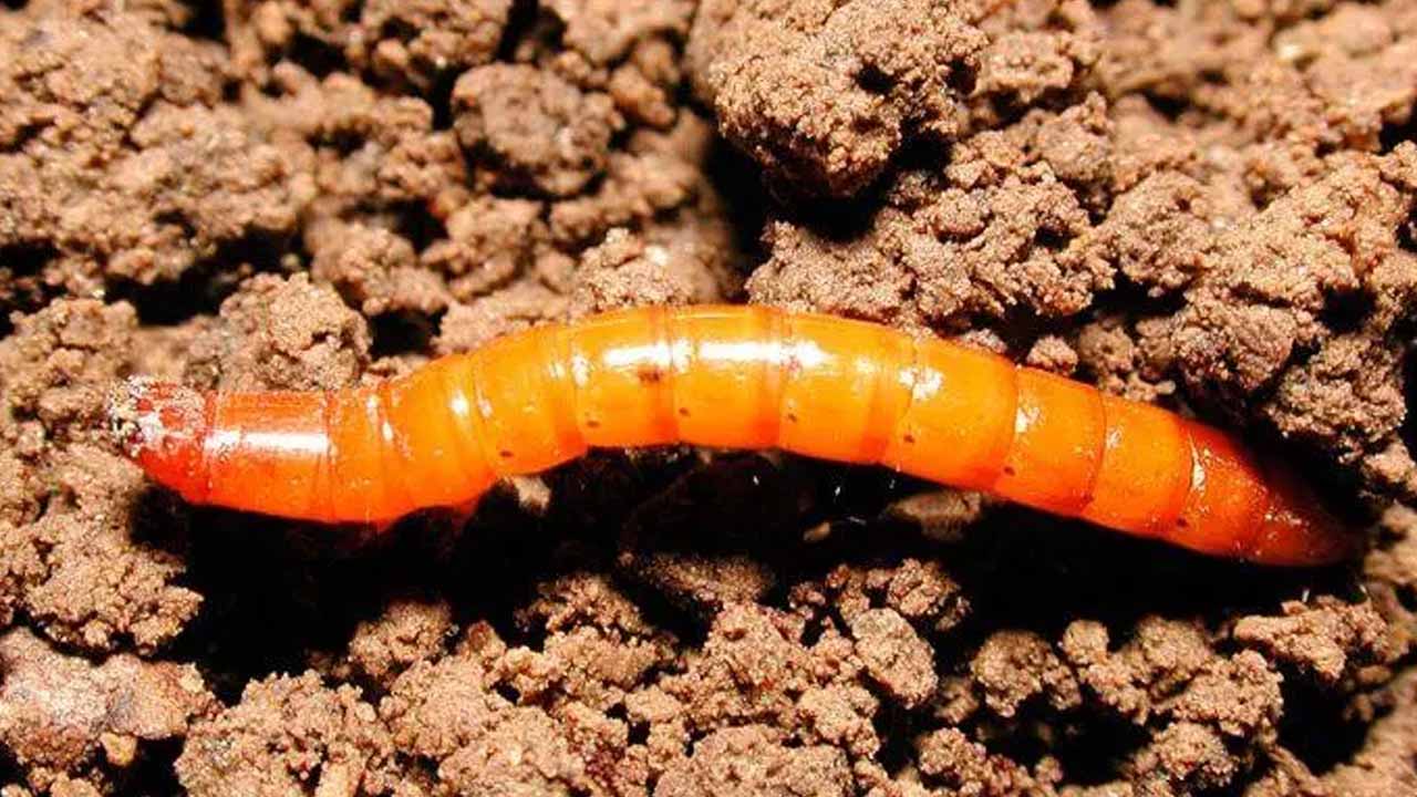 Ловушка для проволочника: проверенный способ без химии и перекопки