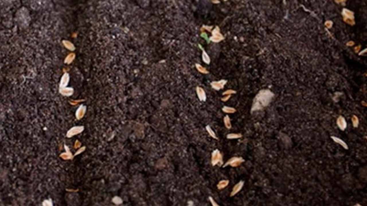 Подзимний посев астр: секрет раннего и пышного цветения без хлопот с рассадой