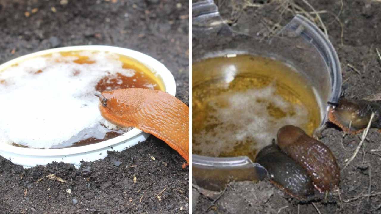 Пивная ловушка избавит участок от слизней навсегда: проверенный способ, который работает без сбоев уже 50 лет