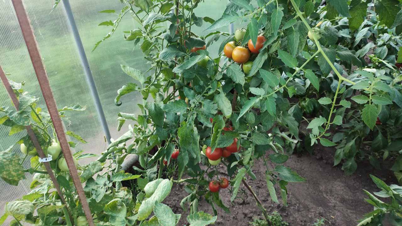 Почему огурцы, после себя погубят урожай томатов: невидимая угроза в грунте