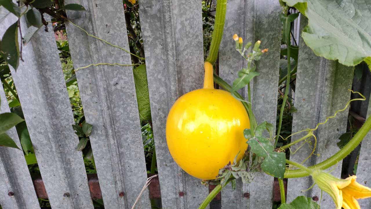 Секрет выращивания гигантской тыквы без удобрений: всё дело в простом агротехническом приёме