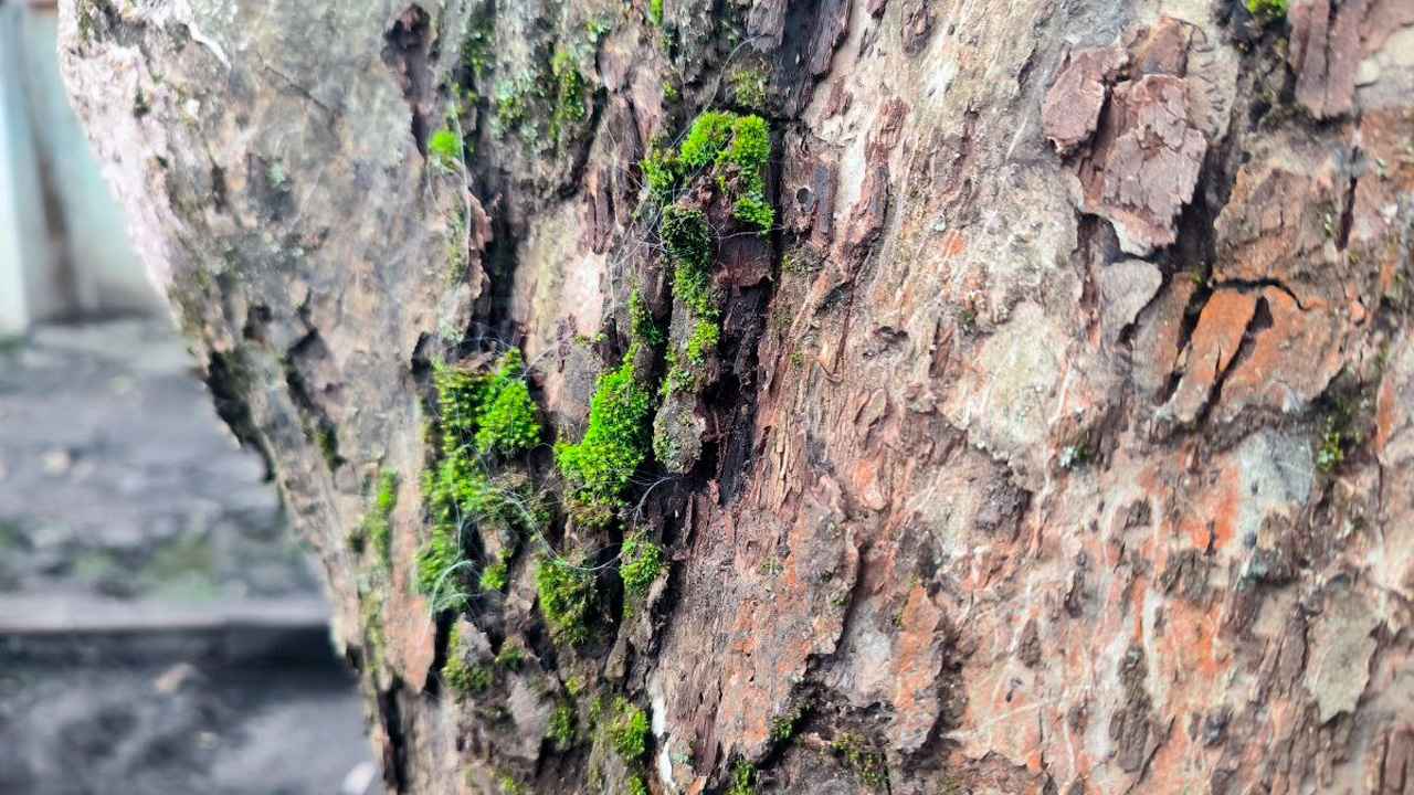 Зимняя побелка деревьев: подробная инструкция