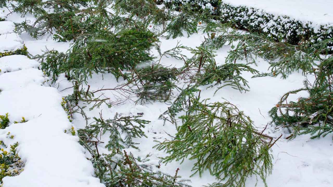 Зимнее укрытие растений: что, когда и как защищать