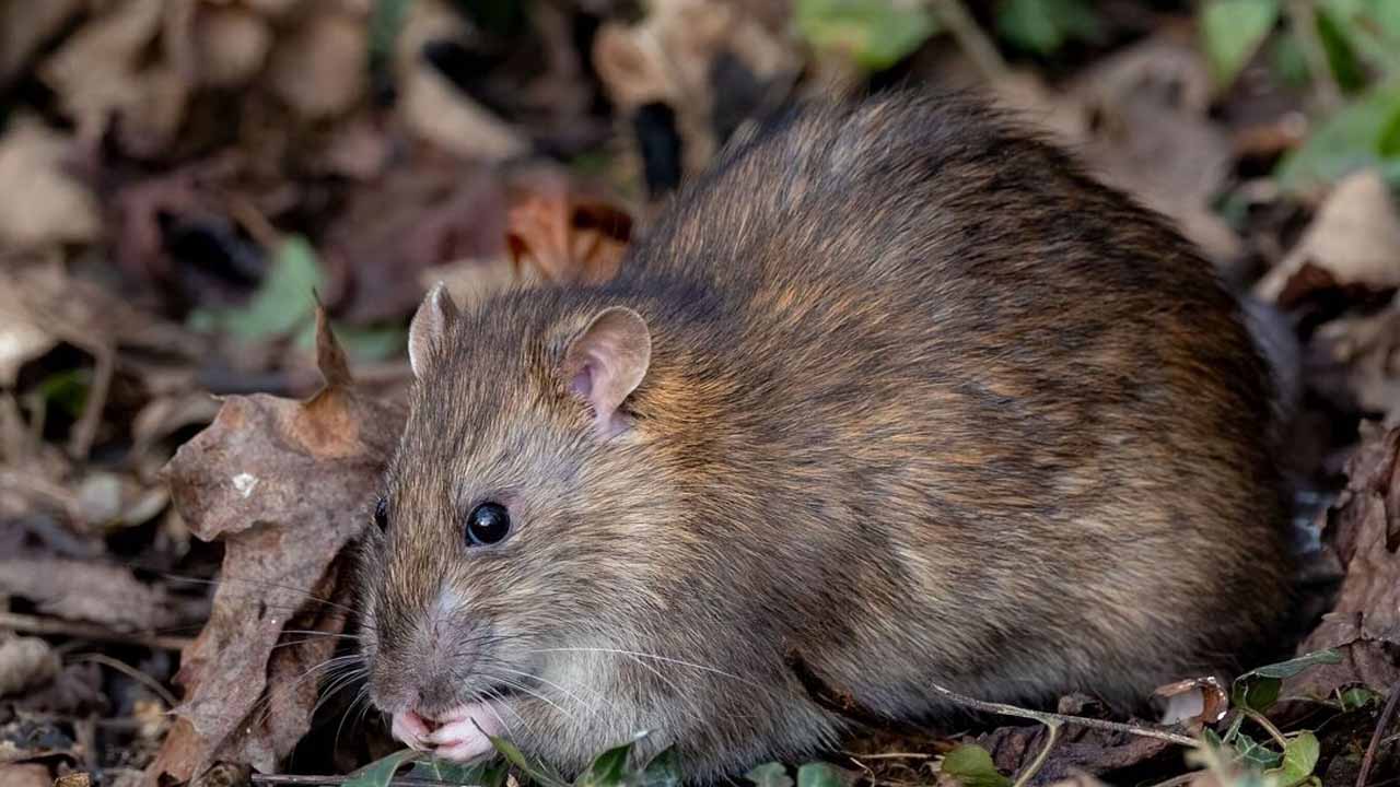 Как прогнать крыс с огорода без яда: дедовский метод с пластиковыми бутылками