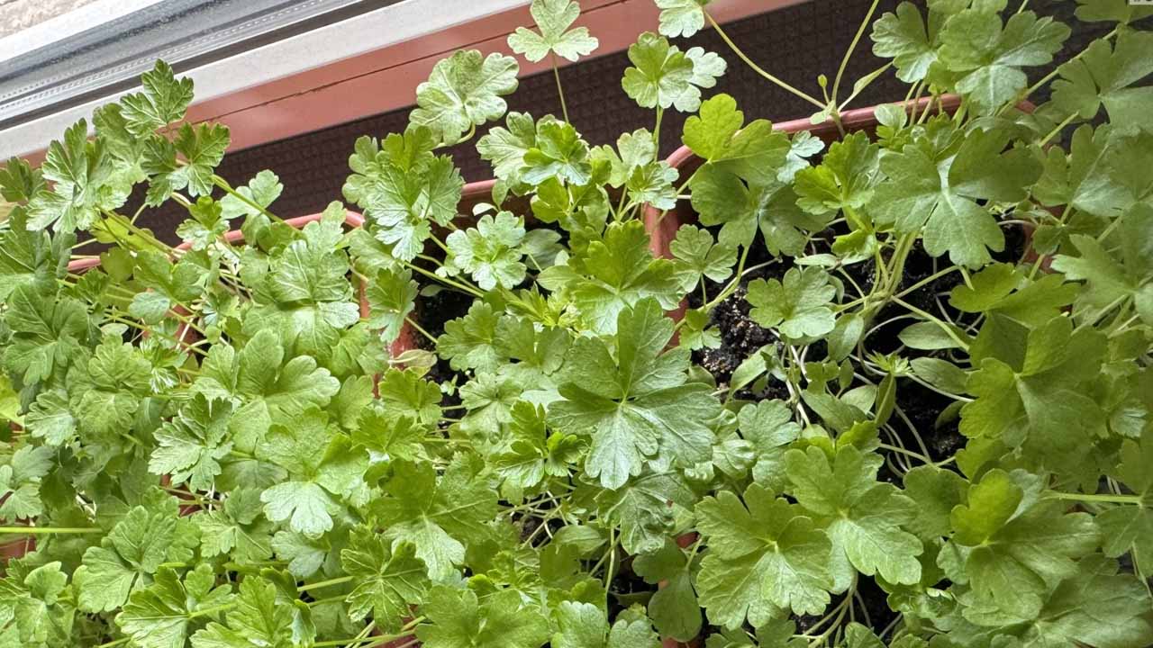 Как легко и быстро вырастить зимой петрушки на подоконнике: пошаговое пособие для новичков