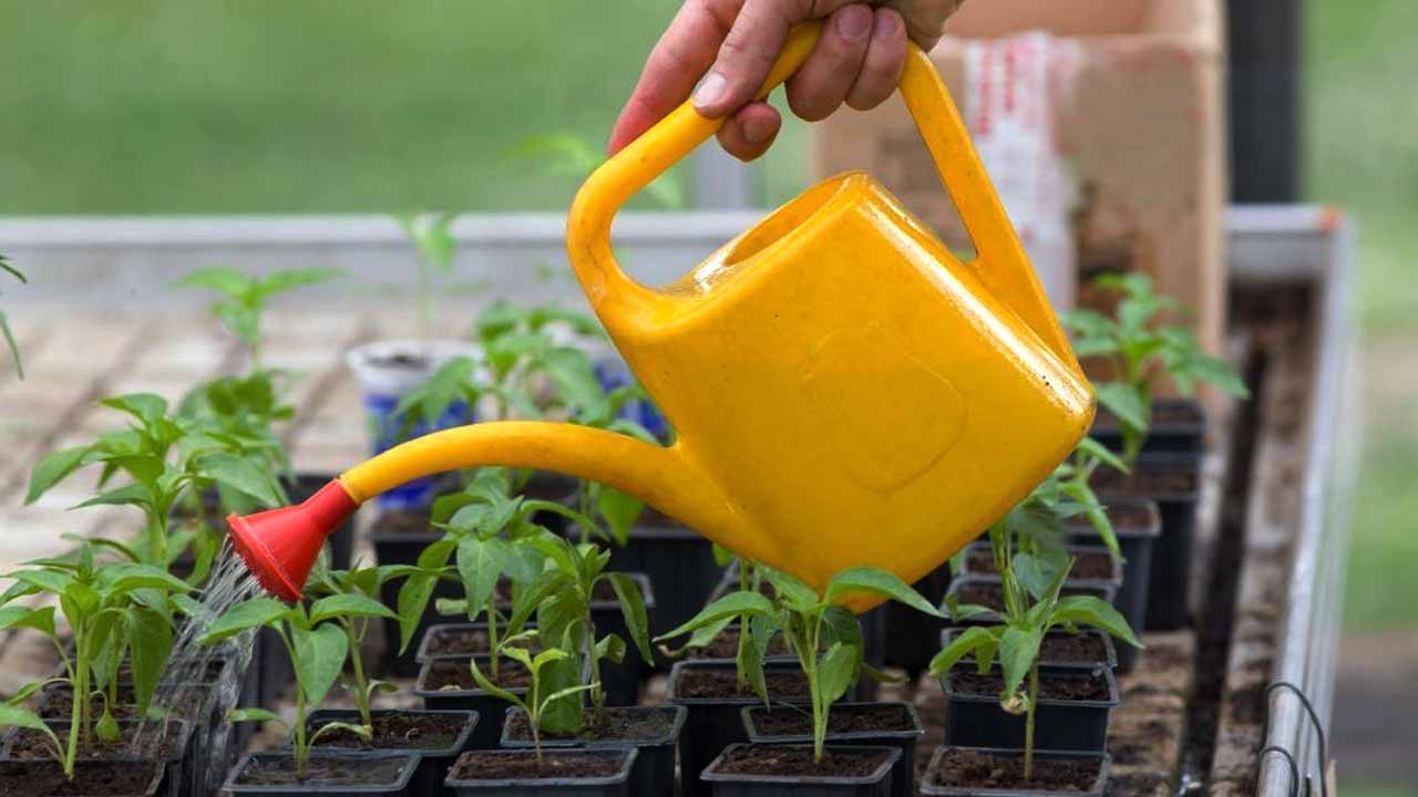 Полив рассады водой из аквариумна: живая подкормка от которой оживут даже самые чахлые растения