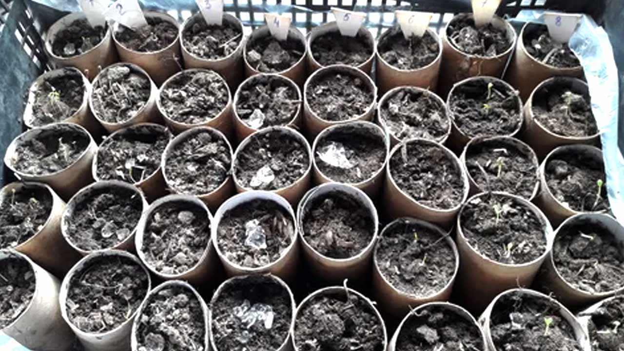 Выращиваем рассада в картонных втулках от туалетной бумаги: проверенный способ с нулевыми затратами
