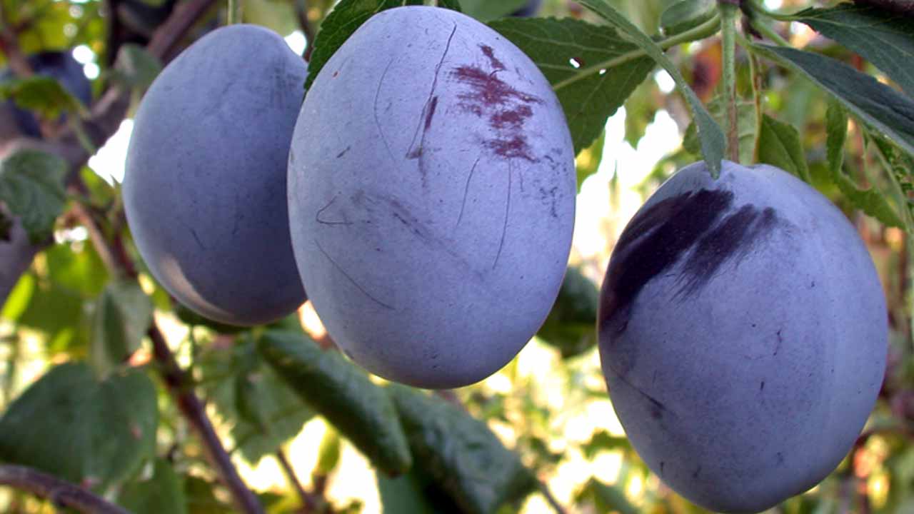 Что положить в яму при посадке сливы, чтобы получить урожай на год раньше: влажная деталь