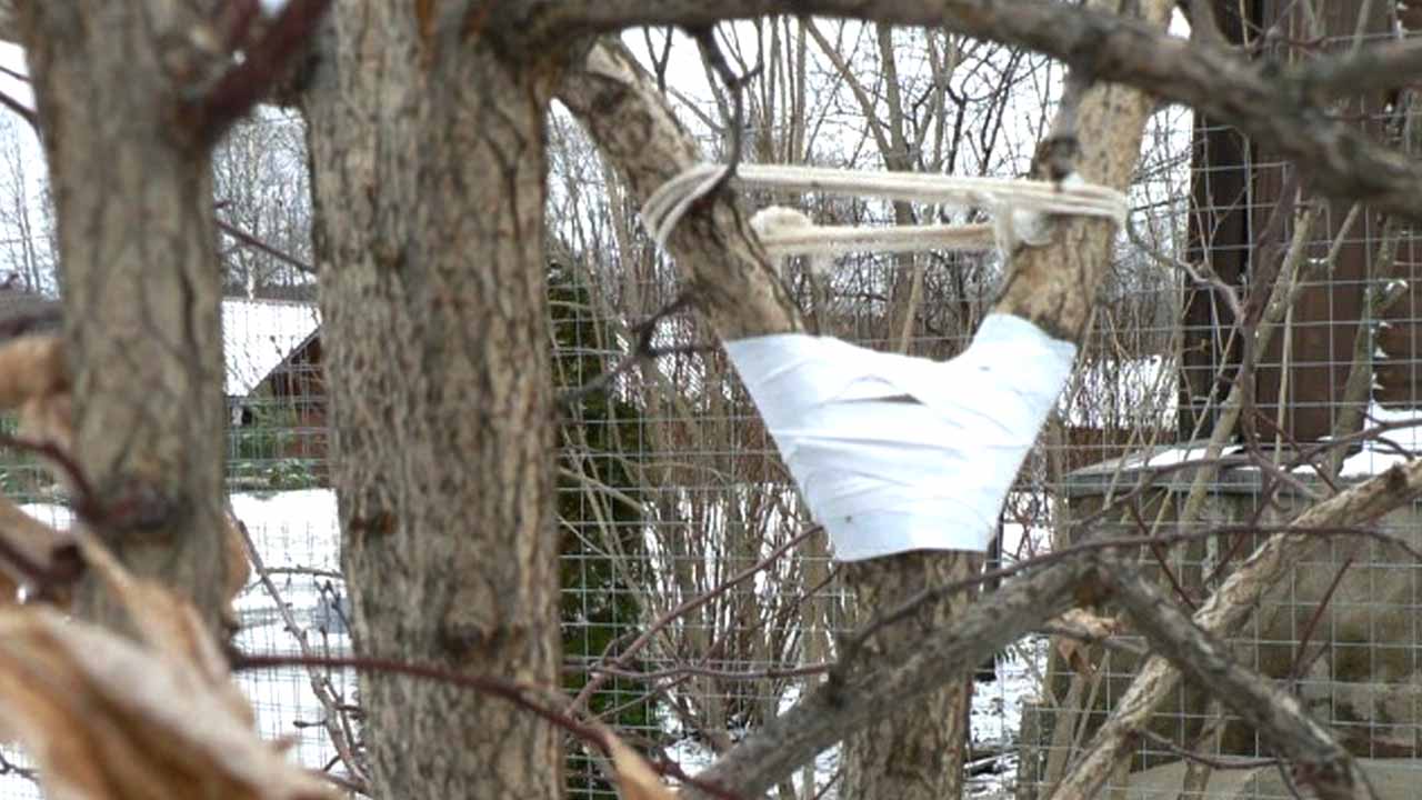 Наступления весны ждать не стоит: как правильно обработать сломанные под тяжестью снега ветки, чтобы сохранить дерево