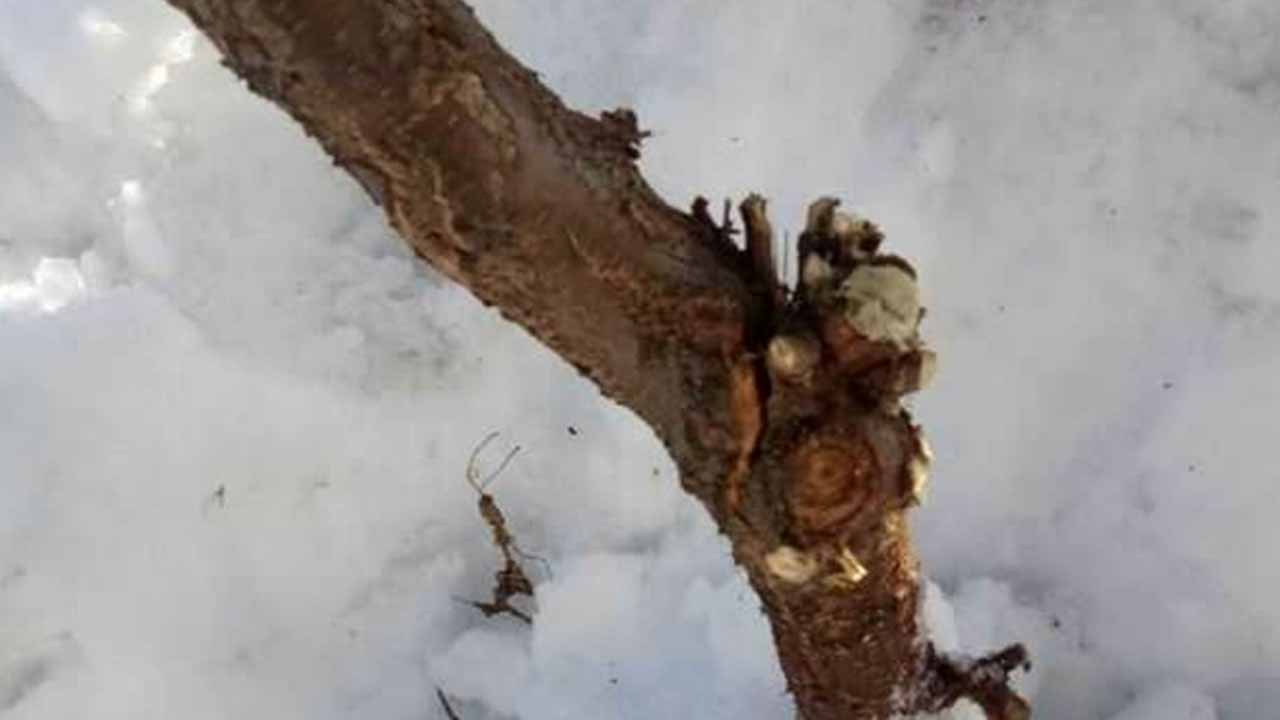 Наступления весны ждать не стоит: как правильно обработать сломанные под тяжестью снега ветки, чтобы сохранить дерево