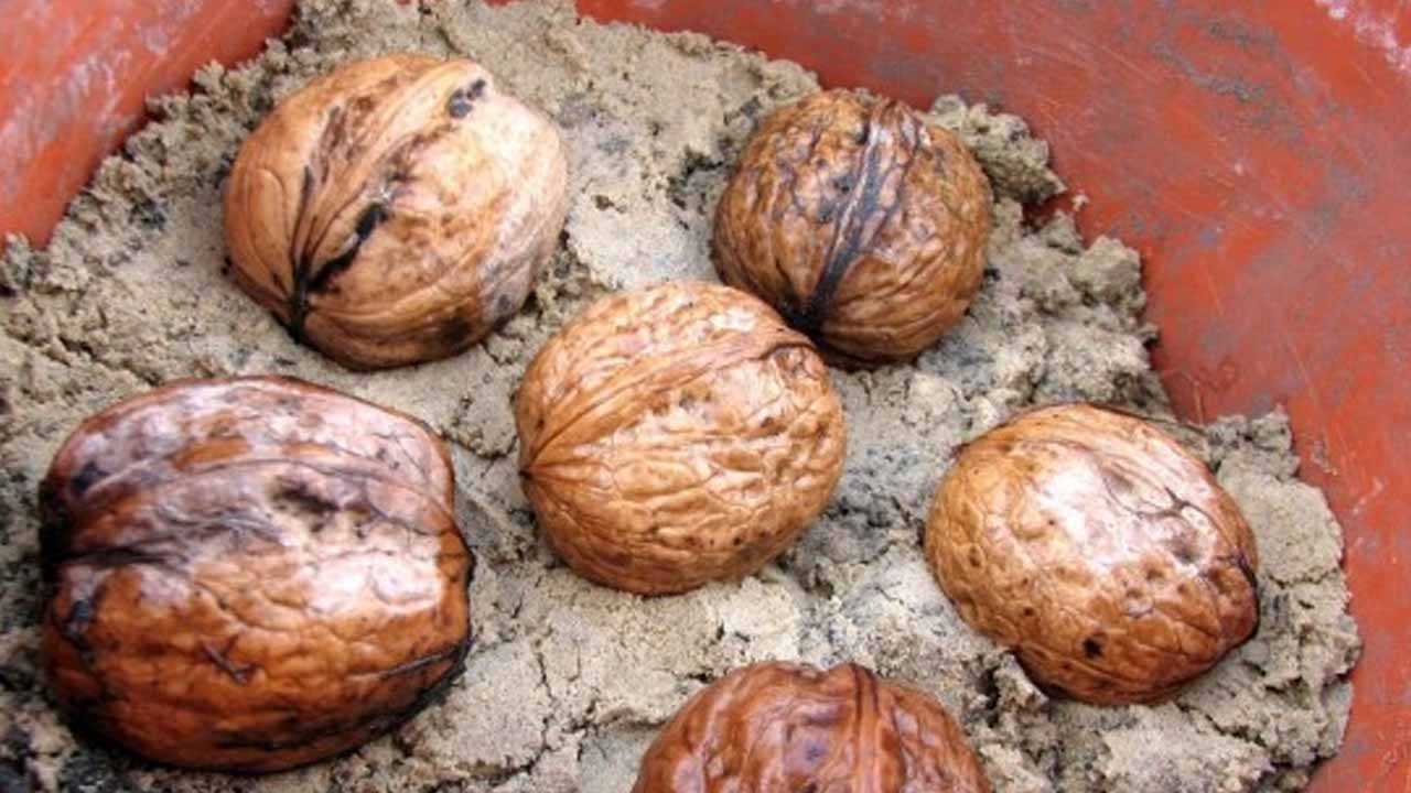 Как вырастить грецкий орех дома на подоконнике: практическое руководство