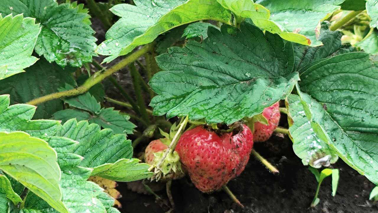 Почему ягоды клубники с каждым последующим годом становятся мельче: секрет вечной молодости для клубничной грядки