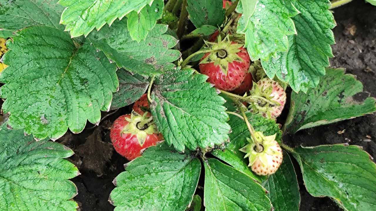 Почему ягоды клубники с каждым последующим годом становятся мельче: секрет вечной молодости для клубничной грядки