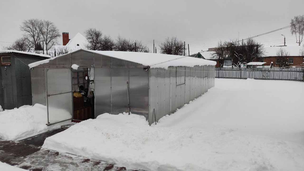 Бесснежная зима способна погубить сад: 5 главных опасностей и проверенные способы защиты