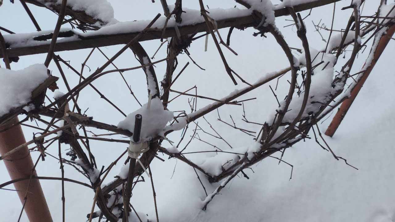 Спасаем виноград от зимней стужи: проверенный лайфак поможет лозе пережить любые морозы