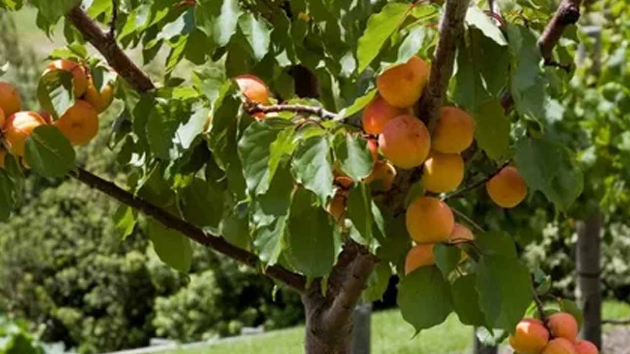 Почему сохнет абрикос и как это остановить