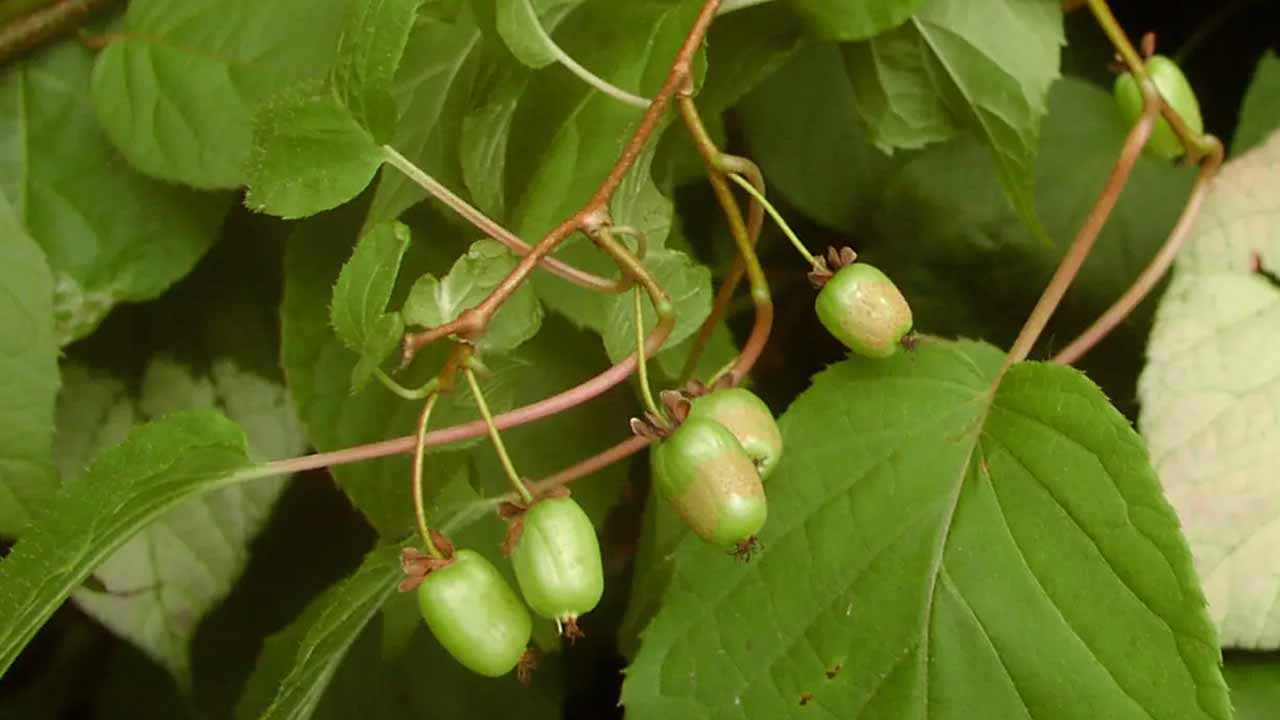 Актинидия аргута или коломикта: что выбрать для выращивания мини-киви