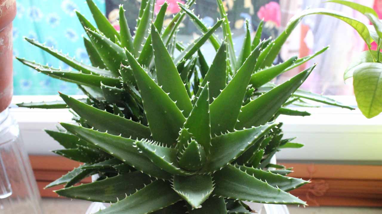 Пять комнатных растений, которые не только украшают дом, но и реально помогают здоровью