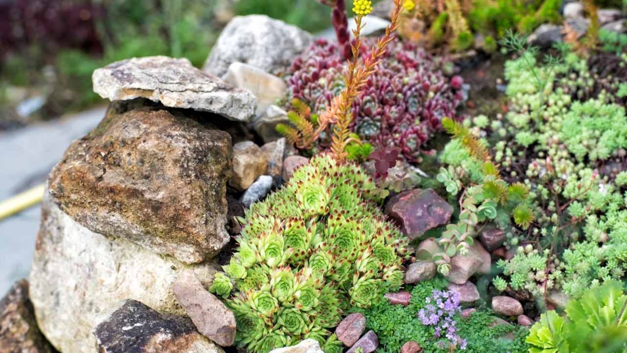 Альпийская горка своими руками: как подобрать растения и избежать ошибок в уходе