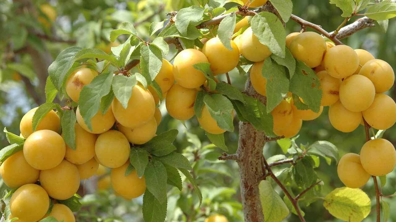 Алыча на участке: как выбрать сладкую и неприхотливую — обзор проверенных сортов