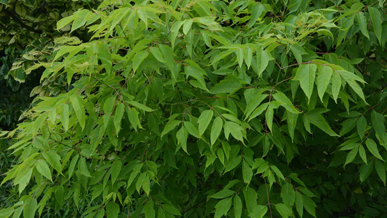 Американский клен: инструкция по законному уничтожению самого опасного сорняка