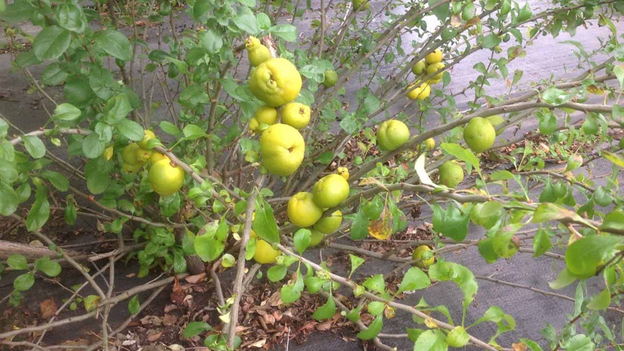 Сладкая айва для средней полосы: 9 сортов, которые точно созреют