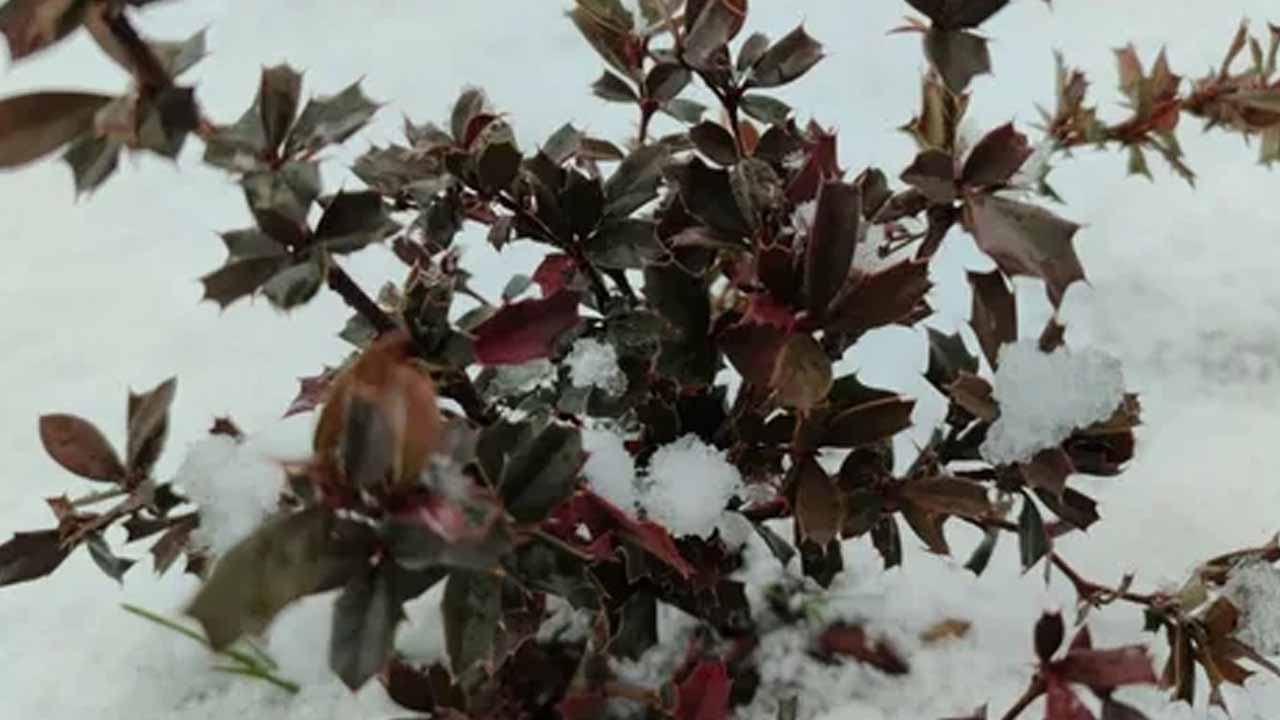 Можно ли обрезать декоративные кустарники зимой: правила и список